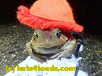 /home//u458753944/public_html/sourcegallery////////////////////////////Roxborough Toad Detour/2021/2021-04-11/P4110261.JPG